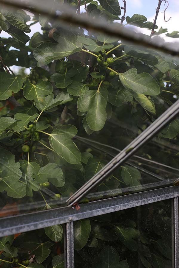 A close-up image of a fig tree from inside a glasshouse